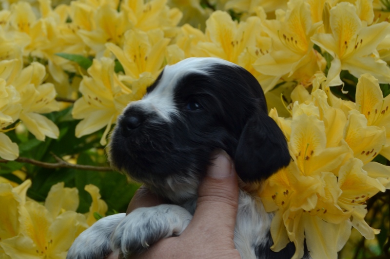 1b - fenka růžová.JPG